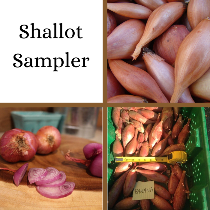 PREORDER French Heirloom Shallot Sampler