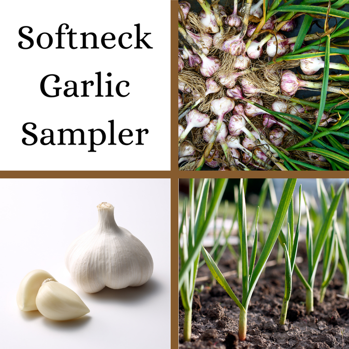 PREORDER Softneck Garlic Sampler