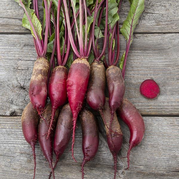 Cylindra Beet