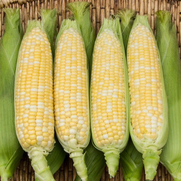 Enchanted F1 Sweet Corn
