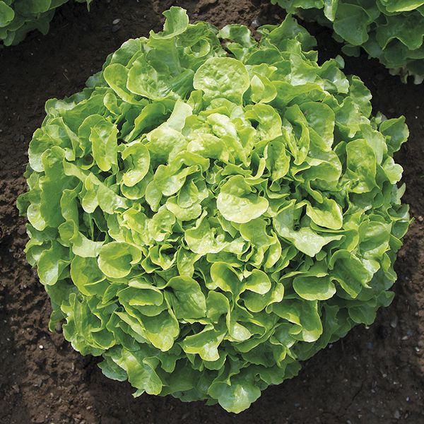 Encino Lettuce