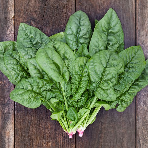 Bloomsdale Longstanding Spinach