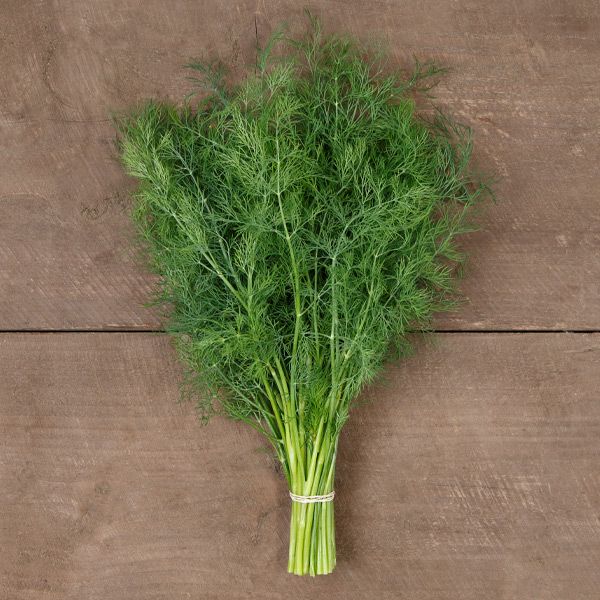 Ceres Dill