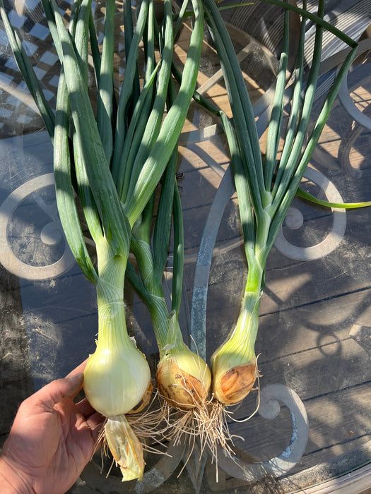 Shakespeare Onion Sets