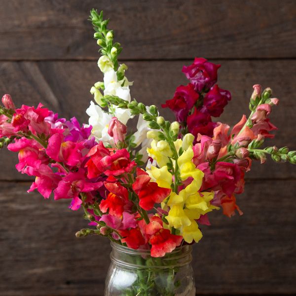 Bertrand's Giant Mixture Snapdragon