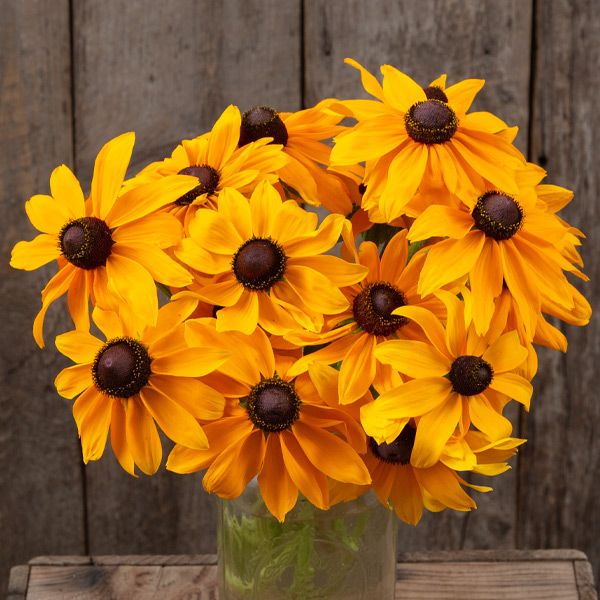 Marmalade Rudbeckia