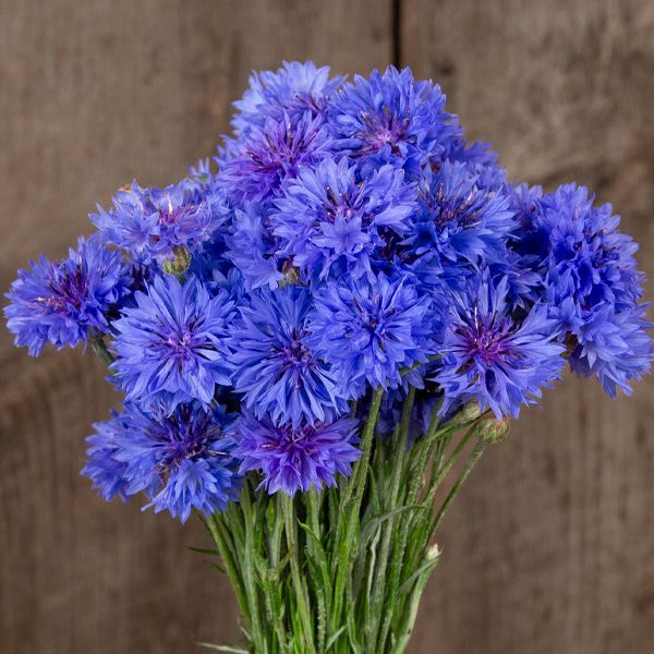 Blue Boy Bachelor Button