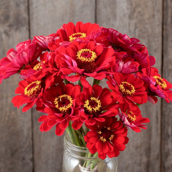 Meteor Zinnia
