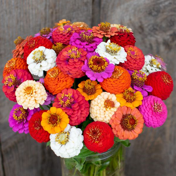 Dahlia Flowered Zinnia