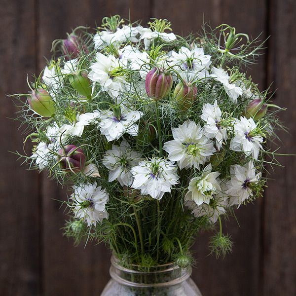 Cramer's Plum Nigella