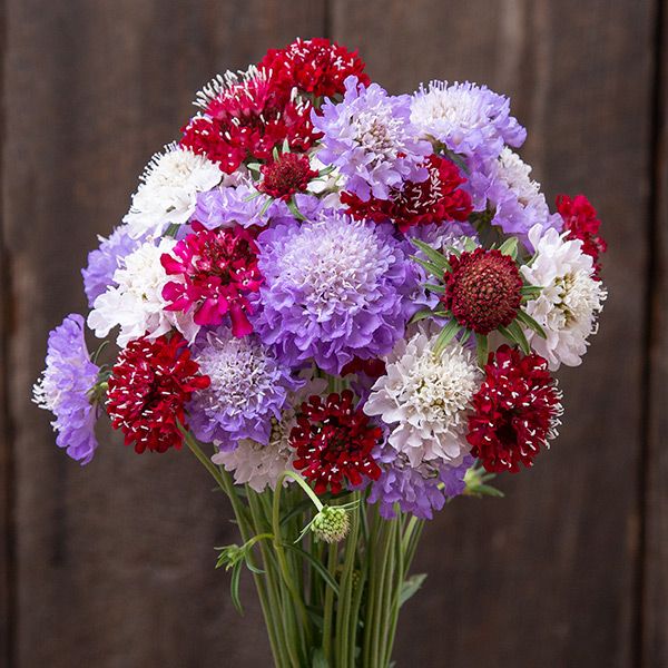 Dynamic Mix Scabiosa