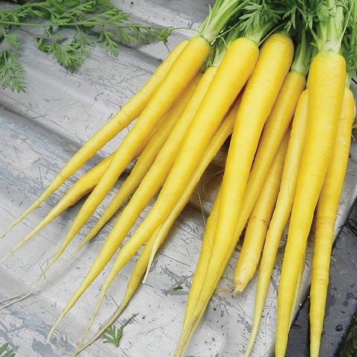 Mig Yellow Carrots