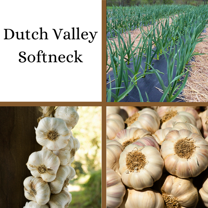 PREORDER Dutch Valley Softneck Garlic