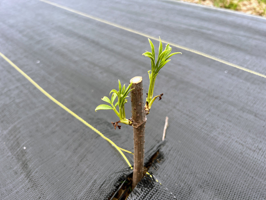 Ranch Elderberry Cuttings