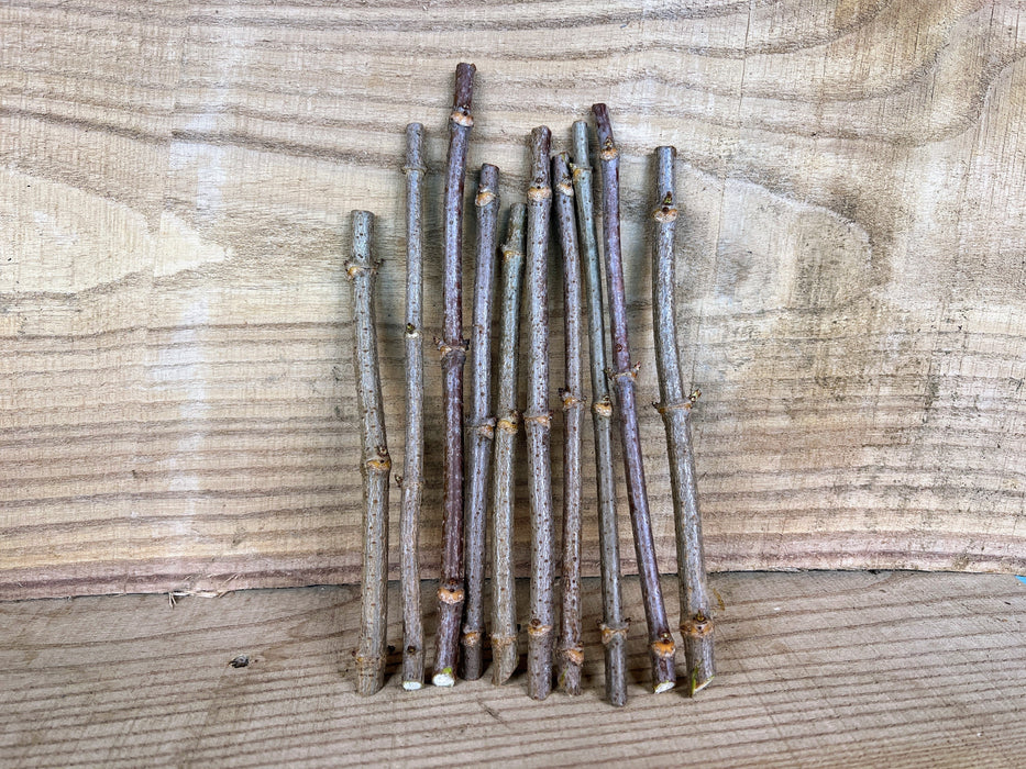 Ranch Elderberry Cuttings