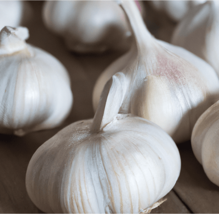 PREORDER Elephant Garlic (lb)