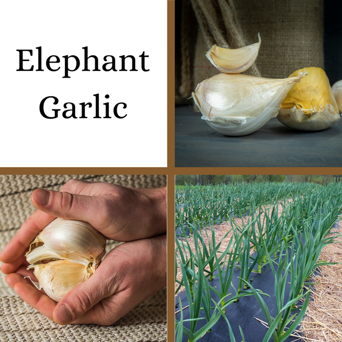 Elephant Garlic