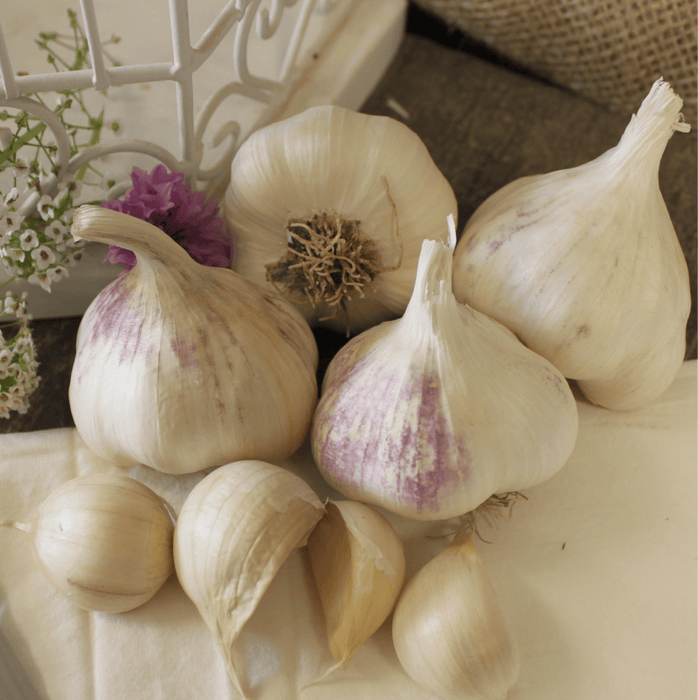 PREORDER Organic Early Purple Italian Garlic (lb)
