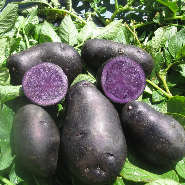 PREORDER Organic Black Berry Seed Potato (lb)