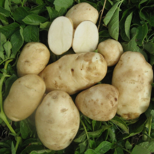 PREORDER Organic Green Mountain Seed Potato (lb)