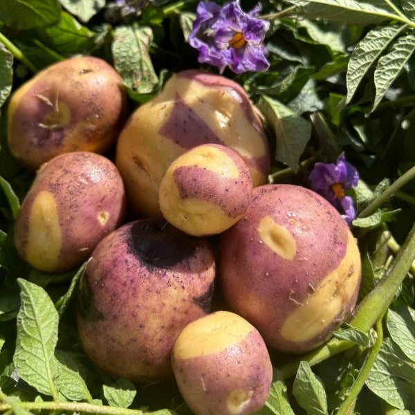 PREORDER Organic Masquerade Seed Potato (lb)
