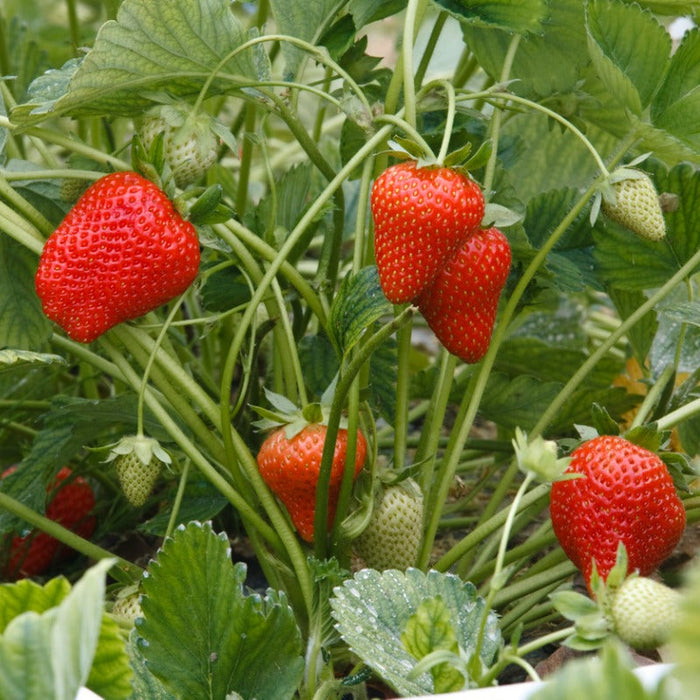 Allstar Strawberry Crowns