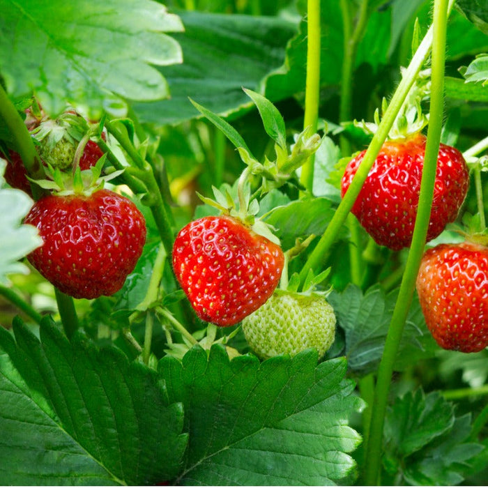 PREORDER: Fort Laramie Strawberry Crowns