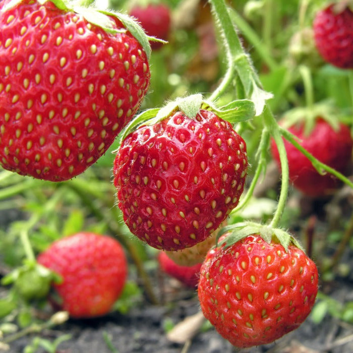 PREORDER: Ozark Beauty Strawberry Crowns