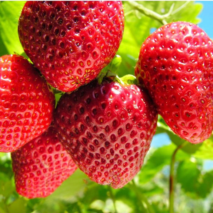 PREORDER: Quinault Strawberry Crowns