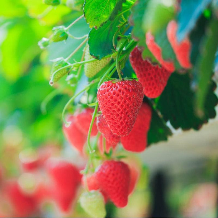 PREORDER: Seascape Strawberry Crowns