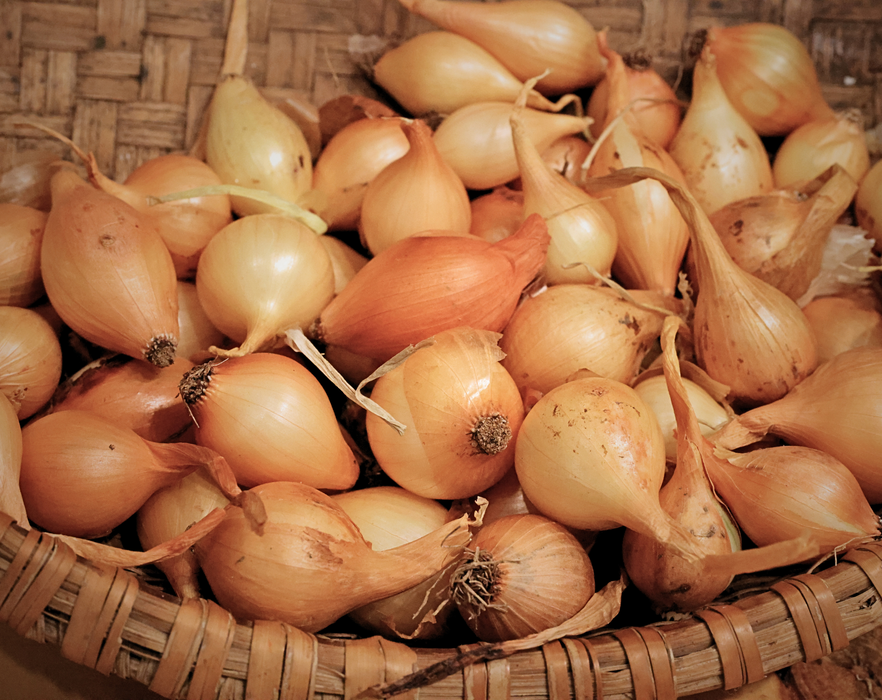PREORDER Shakespeare Onion Sets