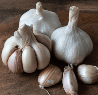 PREORDER Organic German White Garlic (lb)