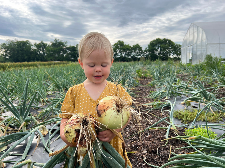 Shakespeare Onion Sets