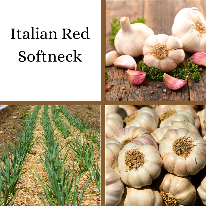 PREORDER Italian Red Softneck Garlic
