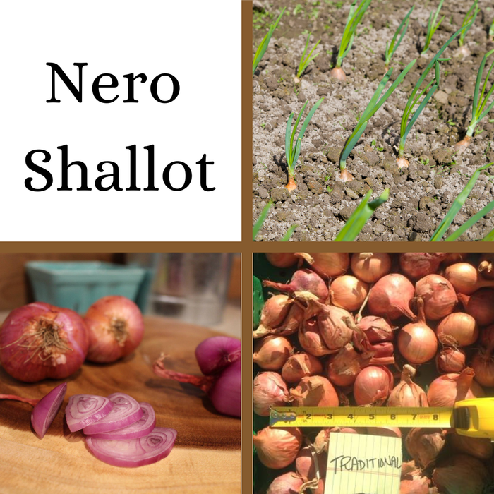 PREORDER Nero Shallot - French Heirloom