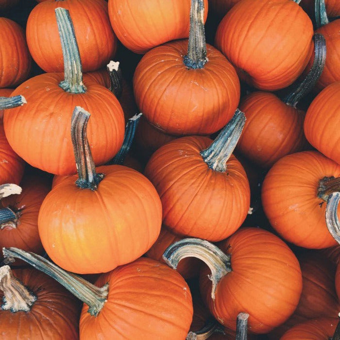 Sugar Pie Pumpkin