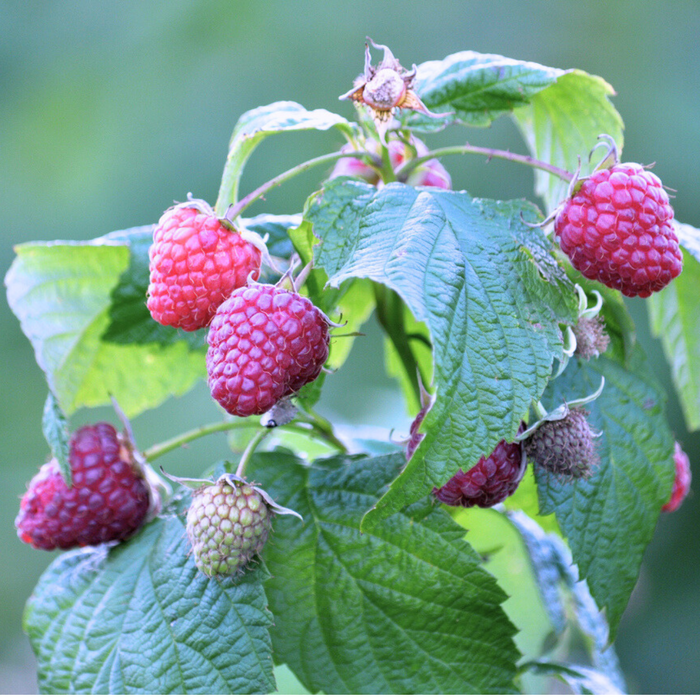 Raspberry - Willamette