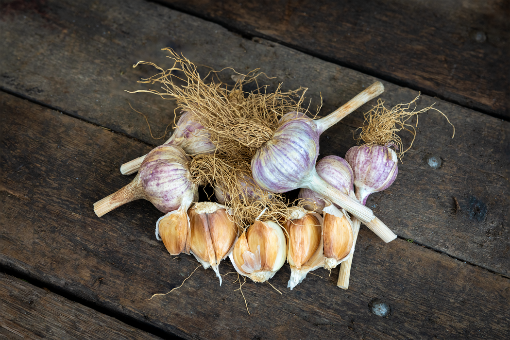 PREORDER German Red Garlic ~Beautiful Bulbs with Rich Flavor