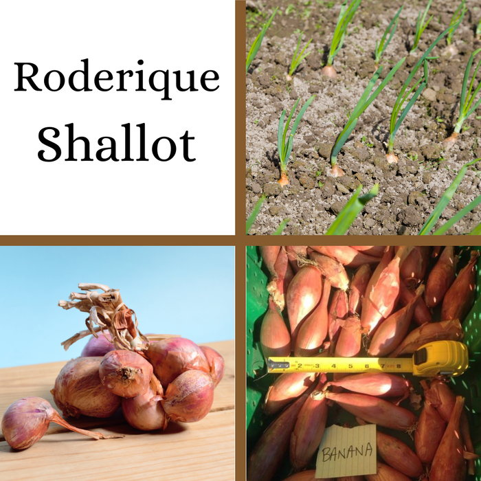 PREORDER Roderique Shallot - French Heirloom
