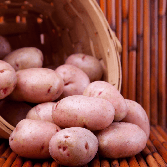 PREORDER Organic Red Pontiac Seed Potato (lb)