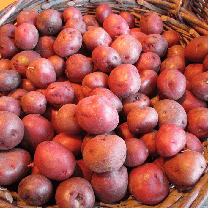 PREORDER Organic Norland Red Seed Potato (lb)