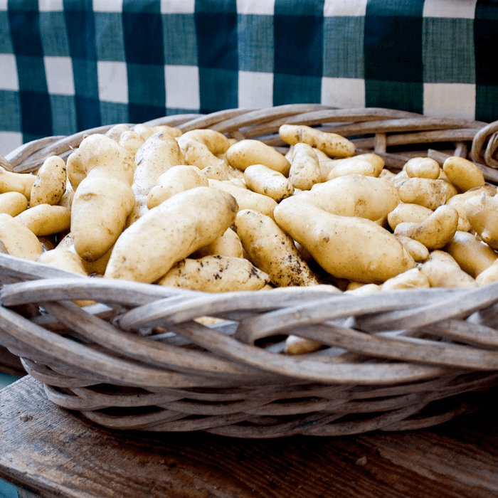PREORDER Organic Russian Banana Fingerling Seed Potato (lb)