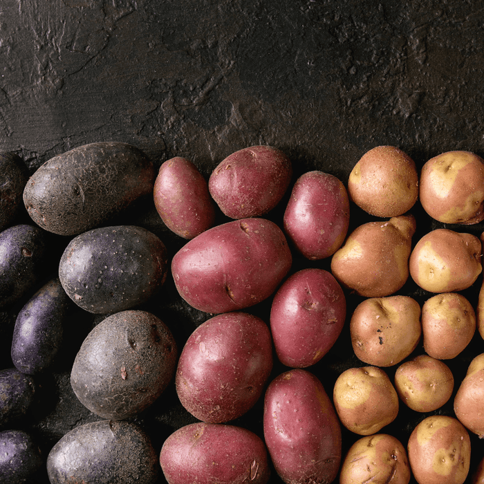 PREORDER Organic Rainbow Mix Seed Potato (lb)