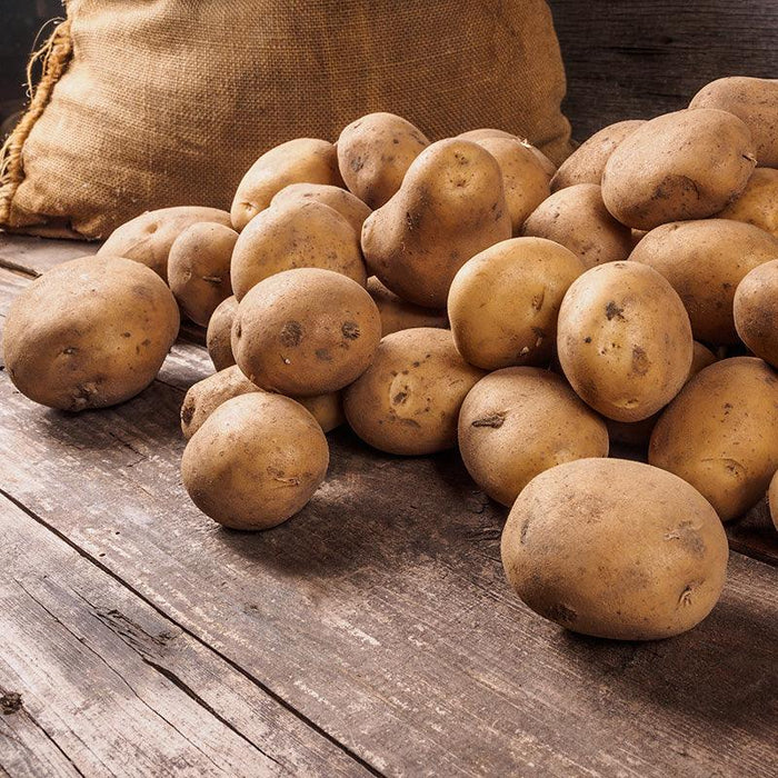 PREORDER Organic Yukon Gold Seed Potato (lb)