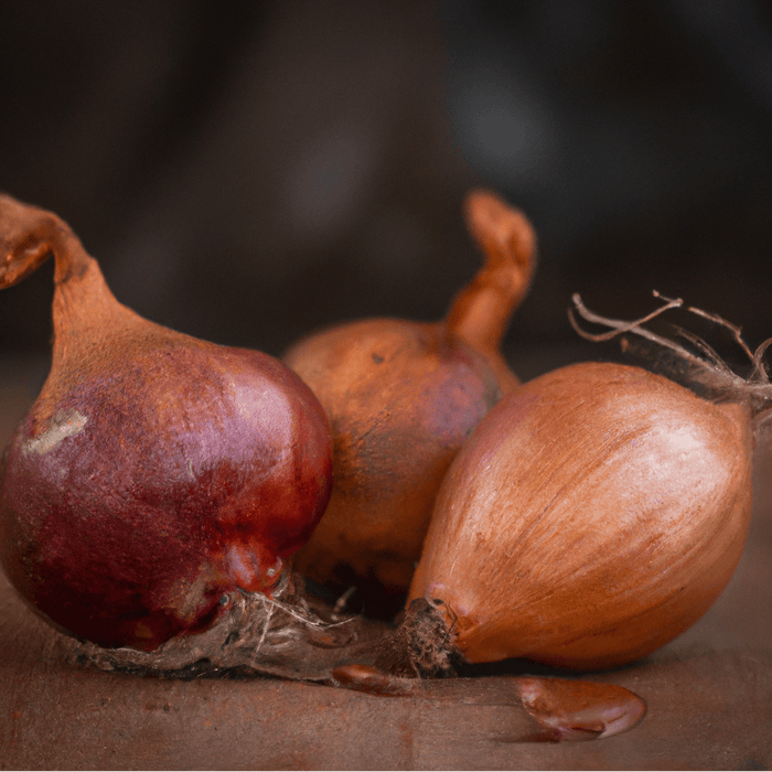 PREORDER Organic French Red Shallots (lb)