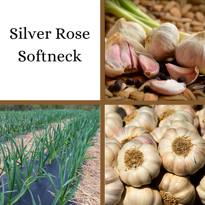 PREORDER Silver Rose Softneck Garlic