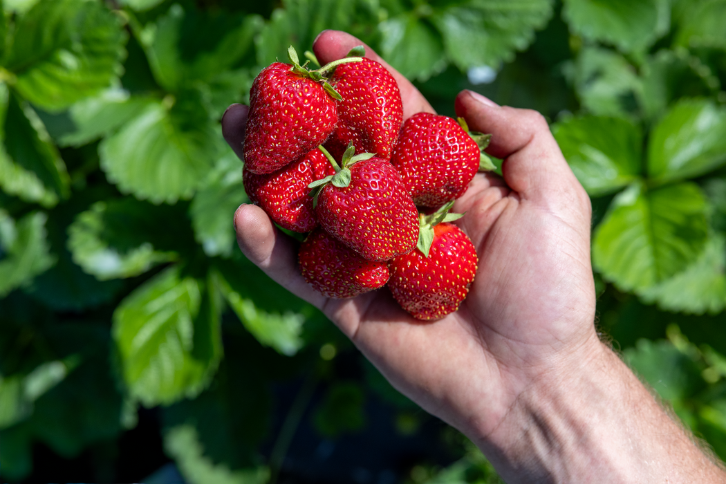 PREORDER: Galletta Strawberry Plants