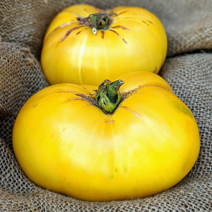 Great White Tomato