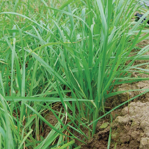 Annual Rye Grass