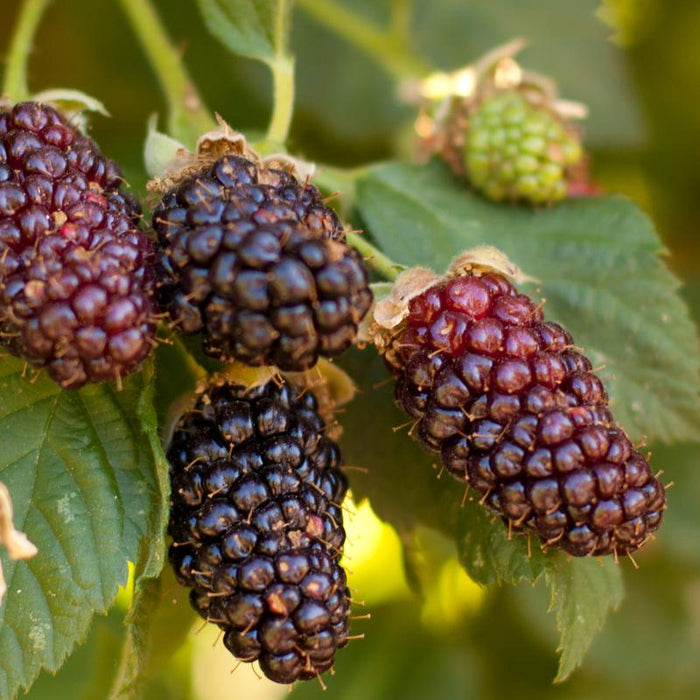 Blackberry - Olallie (Potted)